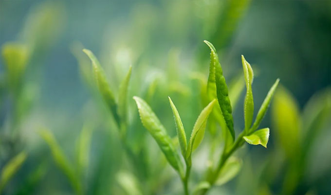 你了解茶葉最佳的沖泡方法嗎？